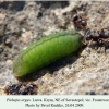 plebeius argus sevastopol larva l4 6